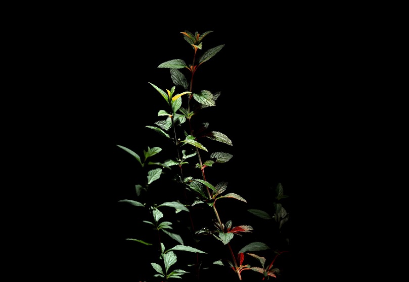 Científicos costarricenses detectaron un compuesto en la planta Lippia alba, conocida popularmente como juanilama, que podría contrarrestar células cancerosas gracias a que debilita las células tumorales. EFE