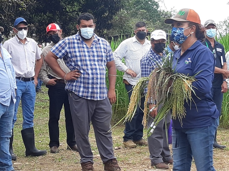 Los productores de arroz deben extremar sus controles sobre las variedades de semilla que utilizan en sus parcelas.