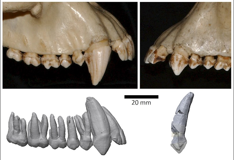 Comparación de los dientes caninos superiores de un chimpancé común macho, Pan troglodytes (arriba a la izquierda), un chimpancé hembra (arriba a la derecha), un A. ramidus macho (abajo a la izquierda) y un A. ramidus hembra (abajo a la derecha). EFE