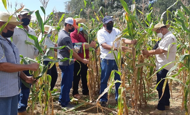 La semilla de esta nueva variedad de maíz estará disponible para los productores en el mes de abril del 2022.