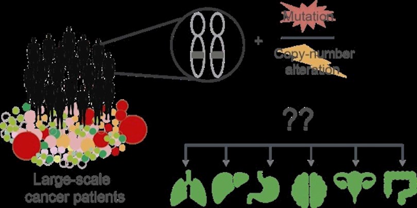 Según este estudio a gran escala de datos de pacientes con cáncer, las mismas alteraciones genómicas afectan de manera diferente según su interacción con otras mutaciones presentes en distintos tipos de cáncer. EFE