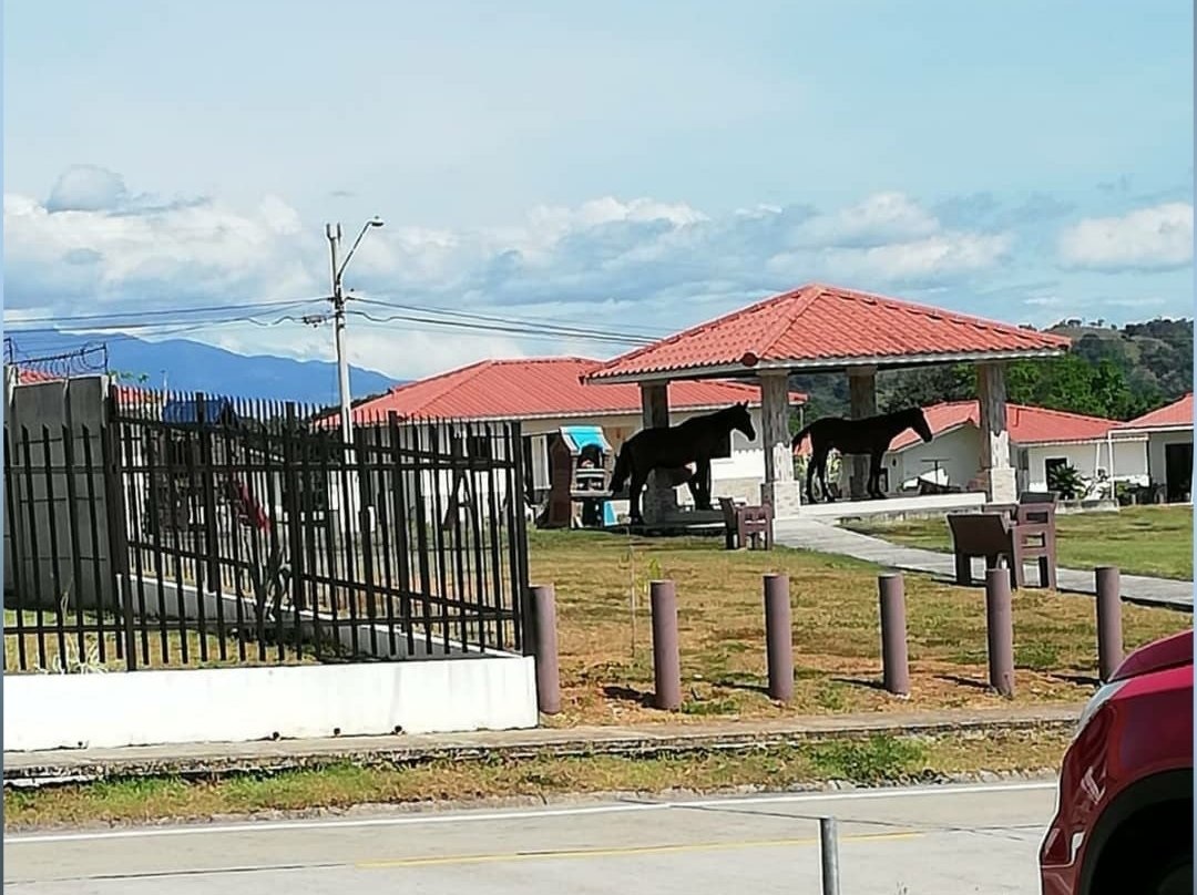 Aseguran que el dueño de los animales no aparece.