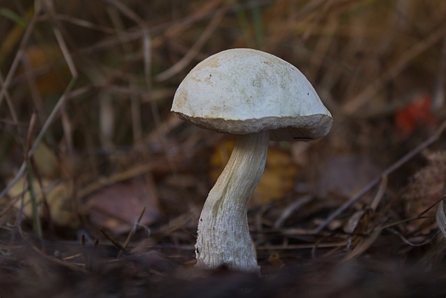 El estudio también demuestra que las enzimas extraídas directamente del champiñón no presentan toxicidad en células hepáticas. Imagen Pixabay ilustrativa