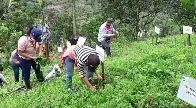 Productores utilizan biol, que es un fertilizante rentable, ecológico y económico, que además contiene nutrientes que son asimilados fácilmente por las plantas.