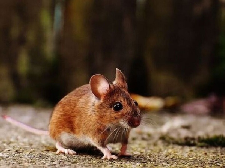 La paciente fue diagnosticada con síndrome cardiopulmonar por hantavirus.