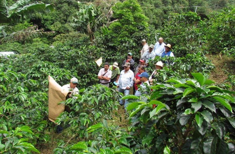 La fase dos consistió en los estudios en los laboratorios y verificación en campo sobre su efectividad. FOTO/JOSÉ VÁSQUEZ