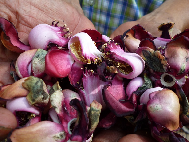 Recoger las flores del granadillo es un tradición de Viernes Santo.