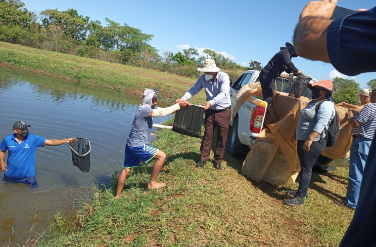 En febrero se dio la primera siembra de 8 mil alevines en tres tinas que están ubicadas en terrenos de la Autoridad de los Recursos Acuáticos. FOTO/JOSÉ VÁSQUEZ