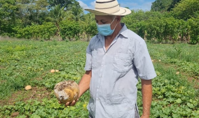 En su campo de cultivo fue posible evidenciar la fruta completamente podrida en toda la extensión que tiene sembrada.
