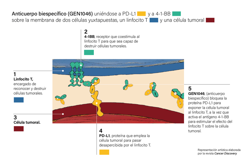 Imagen explicativa de los resultados obtenidos por investigadores de la Clínica Universidad de Navarra y el Vall d`Hebron. EFE