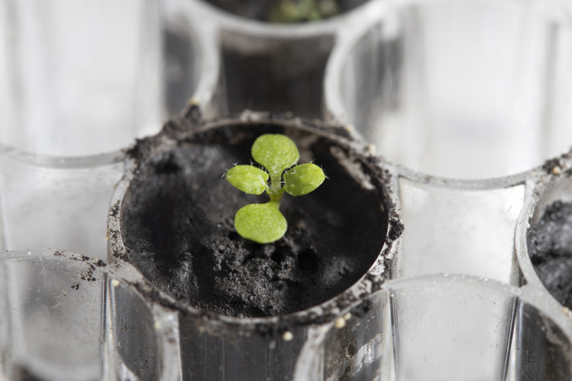 En la imagen se aprecia una planta de berro (Arabidopsis thaliana) cultivada en suelo lunar durante unas dos semanas en el laboratorio de la institución en Gainesville, Florida (EE.UU.). EFE