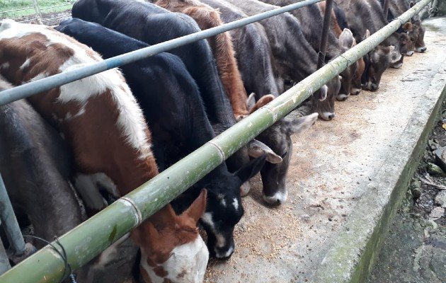 Desde el 2017 a la fecha unos mil ganaderos han dejado la actividad, debido a la poca rentabilidad.