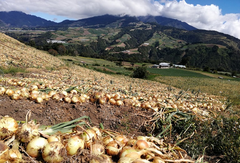 La papa y cebolla tienen exclusión técnica en el Tratado de Libre Comercio (TPC) con Estados Unidos.