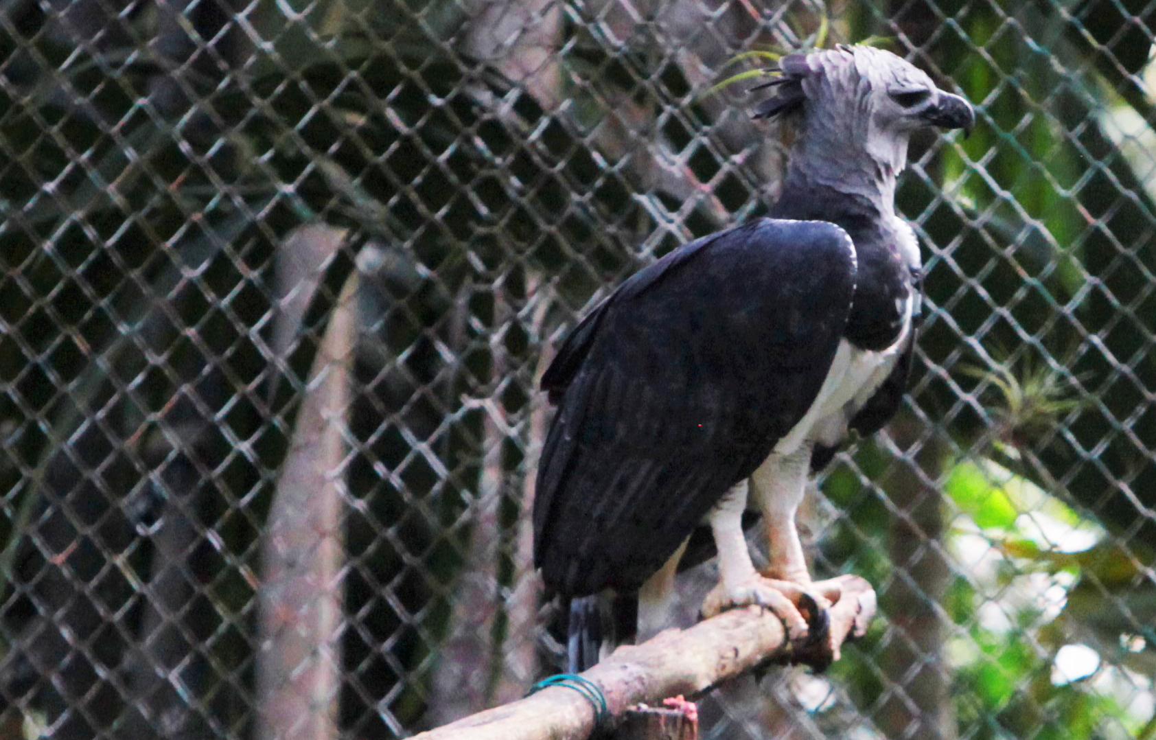 El águila harpía, ave emblema de Panamá traficada en mercado negro | Critica