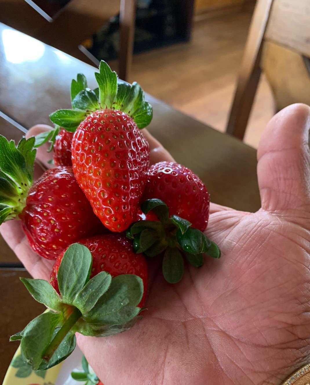   Las semillas certificadas de los Estados Unidos permiten lograr una mejor calidad en la producción de fresa en la provincia de Chiriquí, garantizando la dulzura.