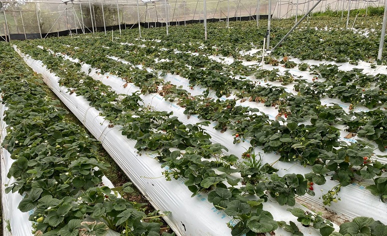  La semilla utilizada por los productores de fresa es importada.