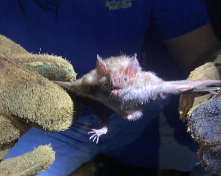 La captura se hace a través de unas mallas especiales que se colocan en las fincas.