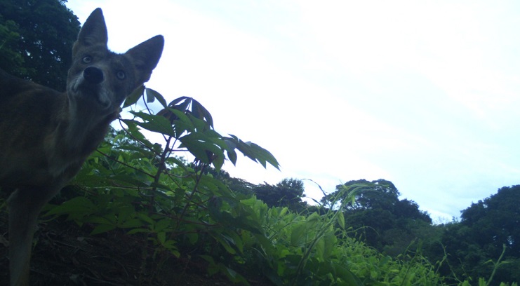 Cámaras trampa de Mi Ambiente solo han captado imágenes de coyotes.