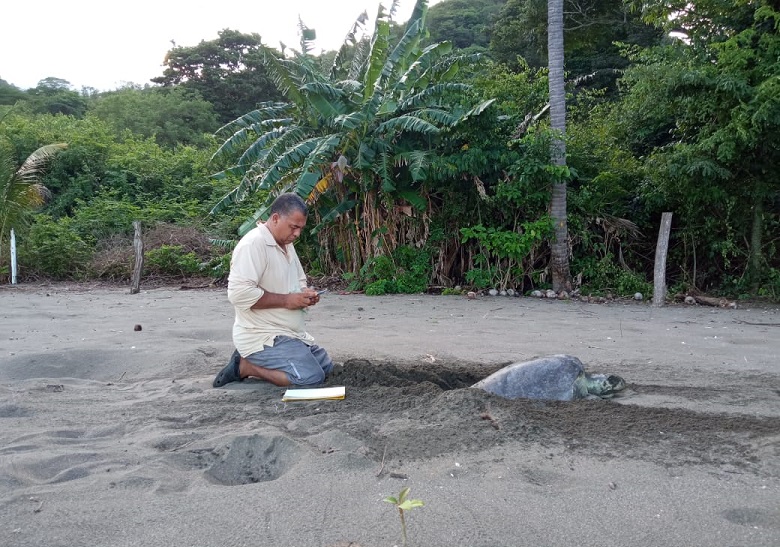 En esta arribada hubo un número considerable de nuevos quelonios a los cuales se les practicó el procedimiento de estudio que consiste en la medición de una muestra. 