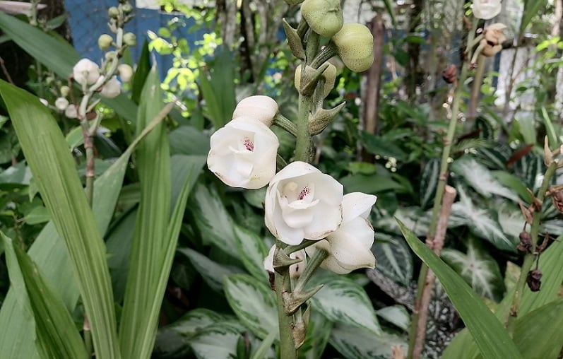 La emblemática flor del Espíritu Santo se cultiva en la provincia de Herrera, en el distrito de Las Minas.