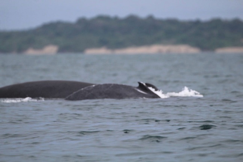 La preocupación en Pedasí radica en el hecho de que han llegado menos visitantes a avistar ballenas.