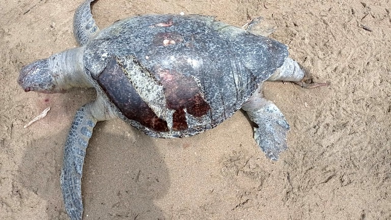 Más de 20 tortugas, en su mayoría machos de las especies Lora y Verde, han sido detectadas sin vida en Pedaspi y Tonosí.