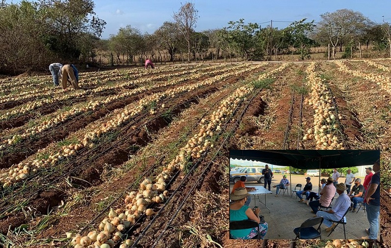 Cebolleros santeños protestan por pagos.