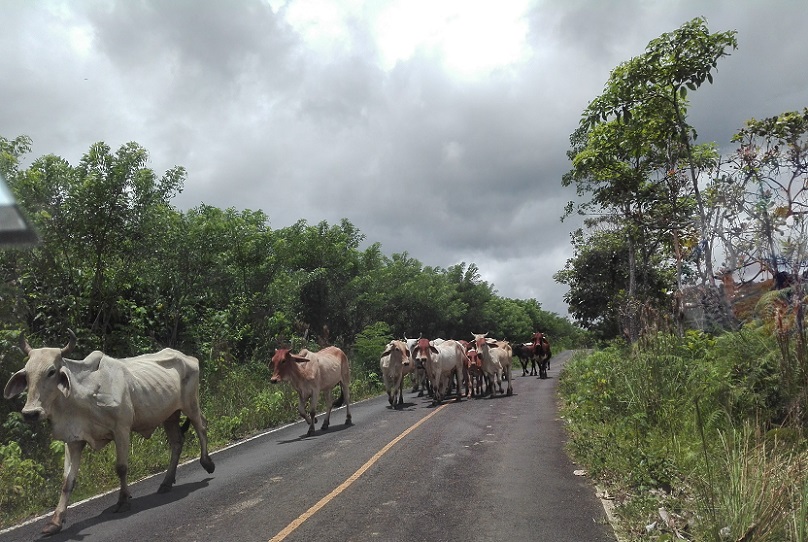 En el 2021 se registraron cuatro casos de rabia paralítica bovina en Coclé.