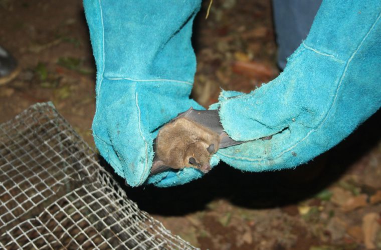 En la actualidad el Mida registra brotes de Rabia Bovina Paralítica en las provincias de Panamá Oeste, Coclé y Veraguas. FOTO/ERIC MONTENEGRO
