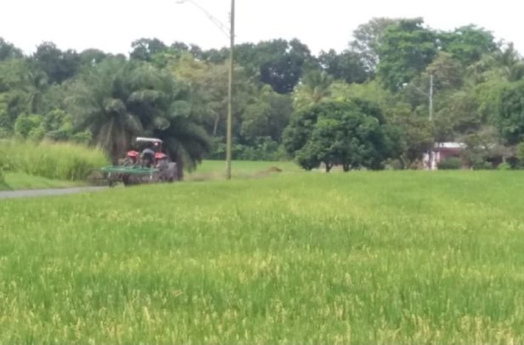 solo en la provincia de Chiriquí hay 340 productores, ubicados en los distritos de Alanje, David y Barú. FOTO/JOSÉ VÁQUEZ