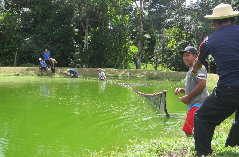 Los pequeños productores acuícolas de esta región también están incursionando en el uso de tinas de geomembranas. FOTO/ERIC MONTENEGRO