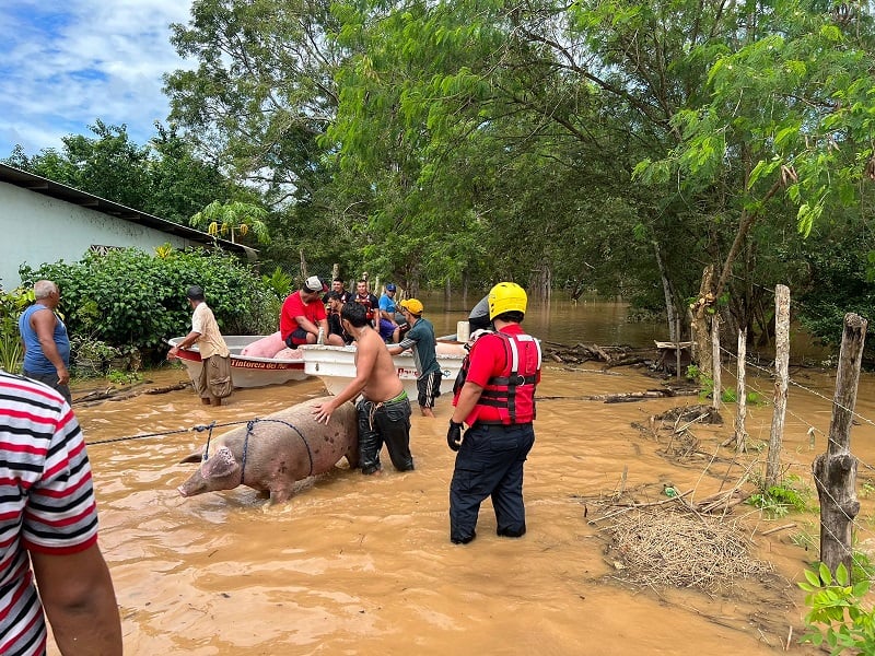 Otra alternativa planteada es la reubicación de sus porquerizas a un sitio seguro.