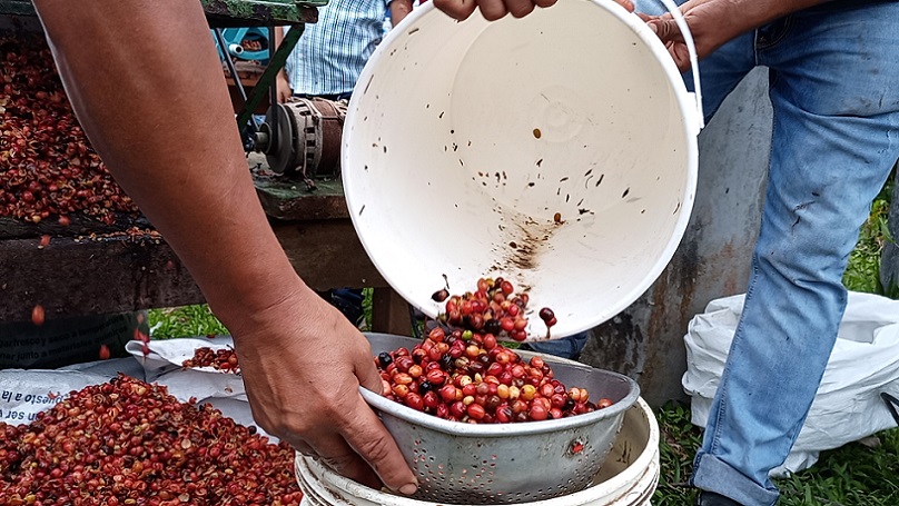 En el distrito de Capira el cultivo de Robusta Mejorado (Canephora) es realizado por 300 productores.