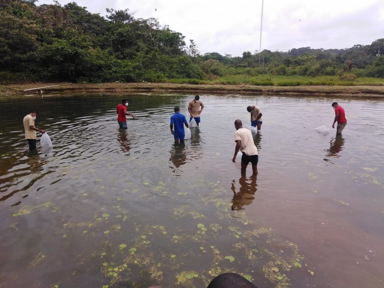 Estanque donde los jóvenes cultivan tilapias en el Centro de Custodia y Cumplimiento Basilio Lakas.