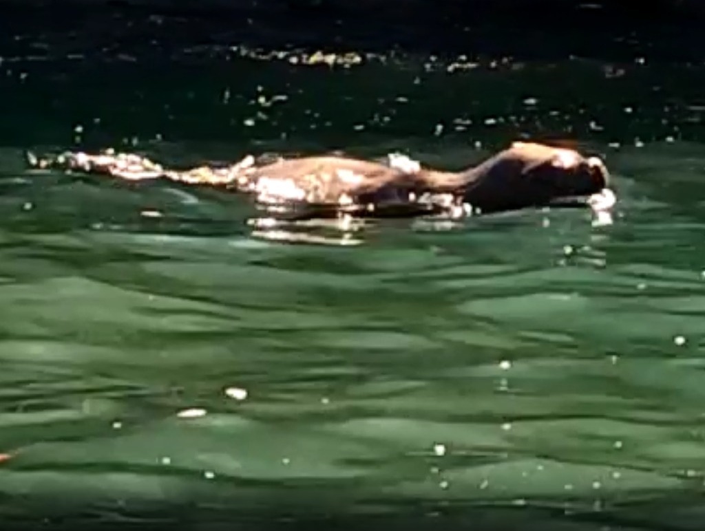 León marino ha sido observado también en Puerto Armuelles.