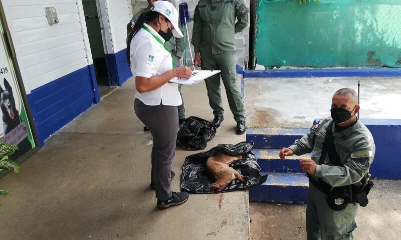 Caza ilegal de venados en el Valle de Antón.  (Foto:Ilustrativa)