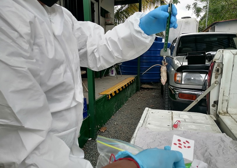 Control de Vectores realiza un trampeo para tratar de ubicar a los roedores transmisores de la enfermedad.