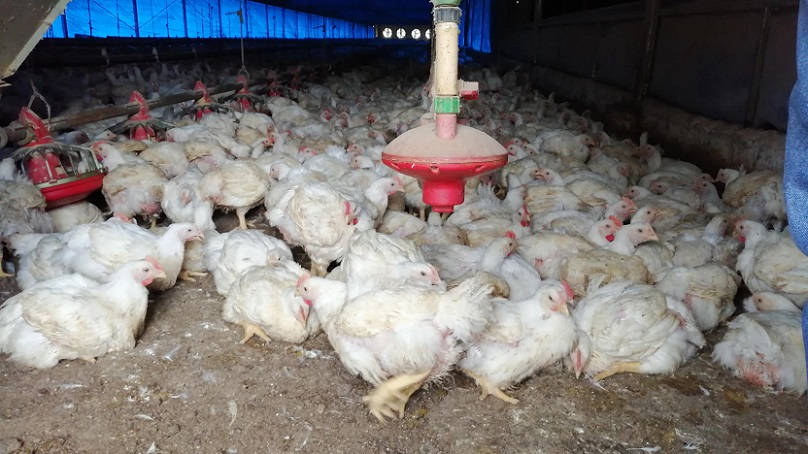 La provincia de Panamá Oeste concentra  el 62% de la producción comercial y de aves de traspatio y huevos.