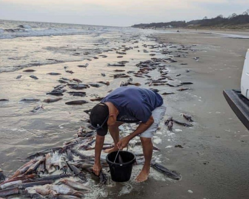 Los calamares son aptos para el consumo humano. Foto: Chitreanos