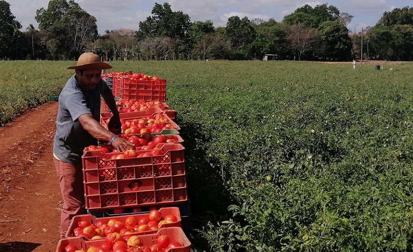 Este año la producción aumentó de 140 a 200 hectáreas sembradas.