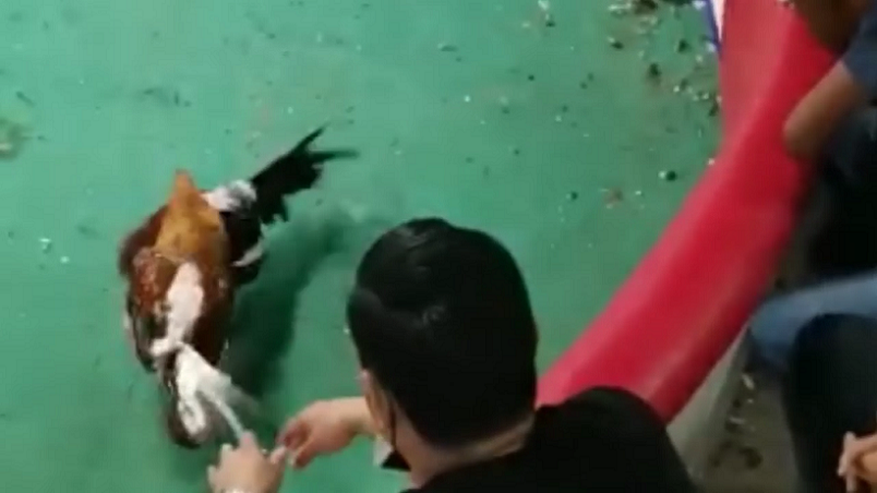 La prohibición de peleas de gallos también ha afectado a los dueños de galleras, algunos de los cuales han debido despedir temporalmente parte de su personal.