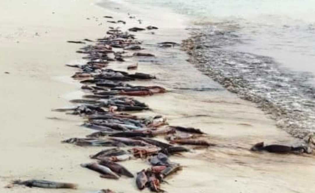 Calamares varados en Pedasí.