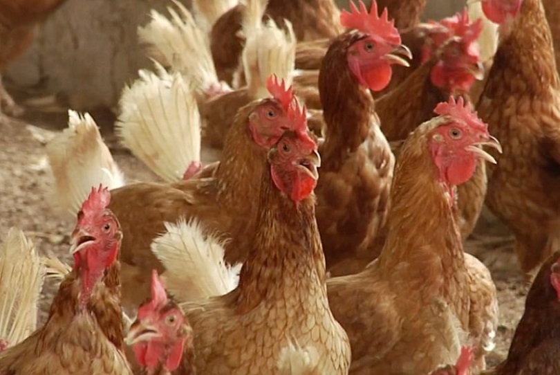 Hay garantía para la industria avícola y los consumidores de que en estos momentos no hay agripe aviar en el país.