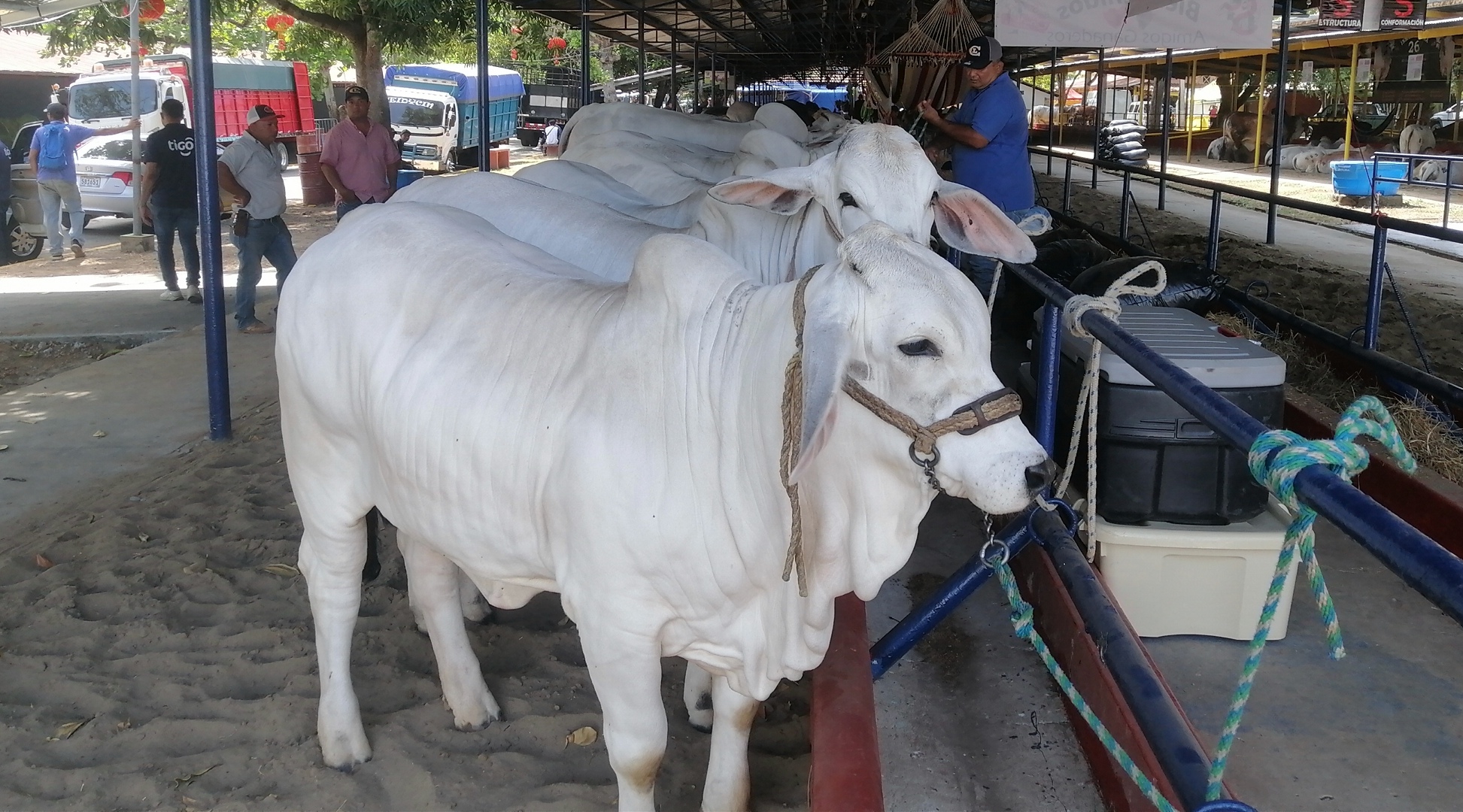 La celebración de la Feria de Azuero ha sido todo un éxito, no solo para los organizadores, sino también para comerciantes que aprovechan el evento para mejorar y dinamizar la economía de esta región del país.
