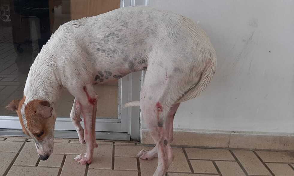 El animal llegó hasta el hospital  en busca de ayuda.