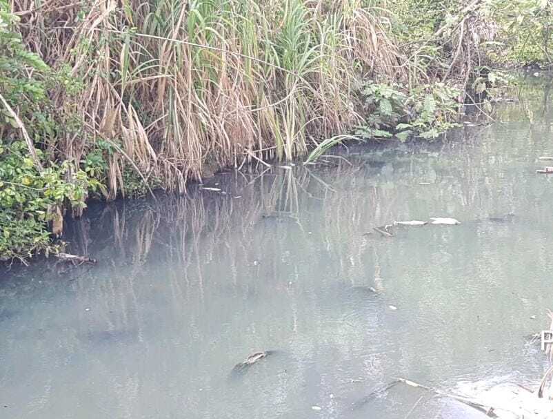 El pasado lunes moradores del área denunciaron la presencia de mortandad de peces en el río.