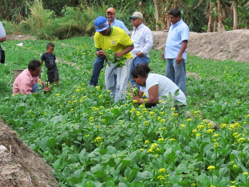 También están solicitando la venta, a un costo razonable, de plantones de árboles frutales, de café y frutas exóticas. 