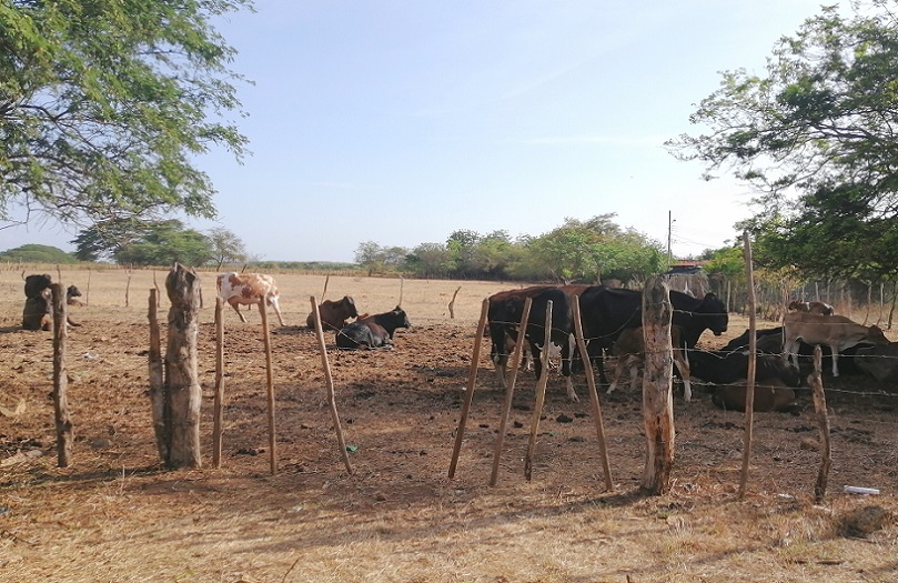 Hay muchas reses delgadas y los pastos se están acabando, por lo que la situación podría empeorar en los próximos días. 