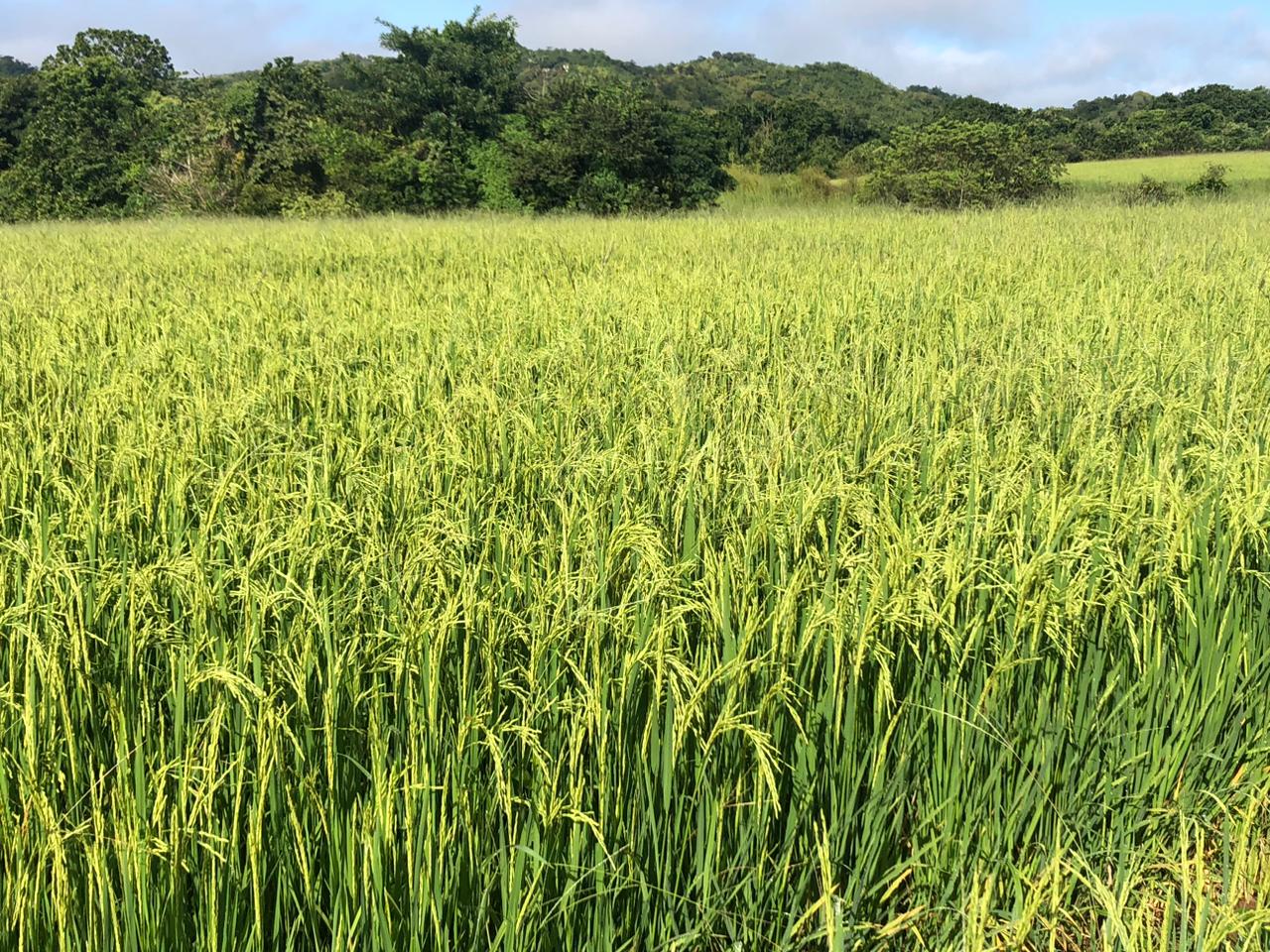 Allanan Comité de Productores de Arroz en Veraguas | Critica