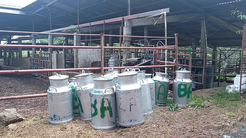 Panamá Oeste las principales fincas productoras de leche se ubican en los corregimientos de Herrera y Mendoza en La Chorrera y Monte Oscuro en Capira.